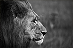 Wildlife